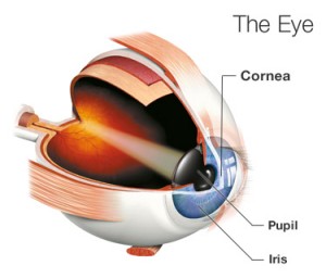 Illustration of an Eye Showing the Cornea