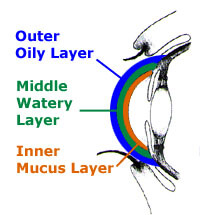 Diagram Showing the Outer Oily Layer, The Middle Watery Layer and the Inner Mucus Layer of an Eye